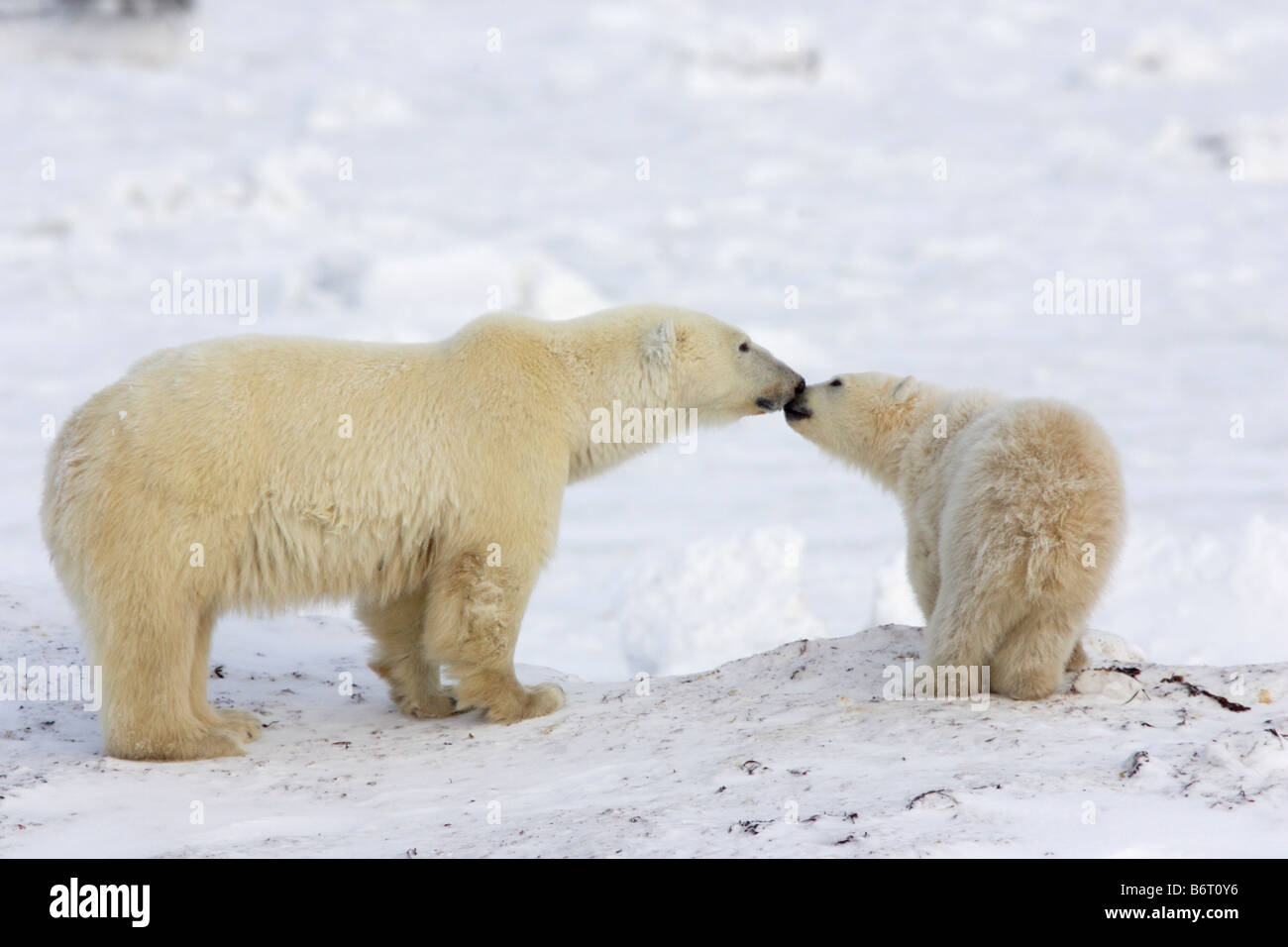 Orso polare madre e cub Foto Stock