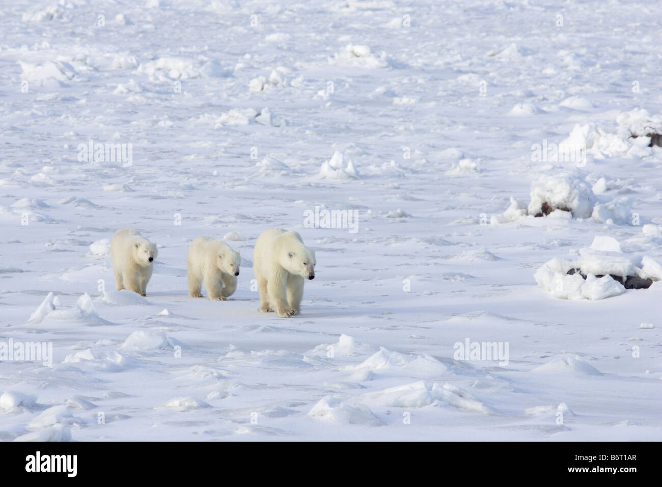 Orso polare madre e due cuccioli a camminare sulla neve Foto Stock