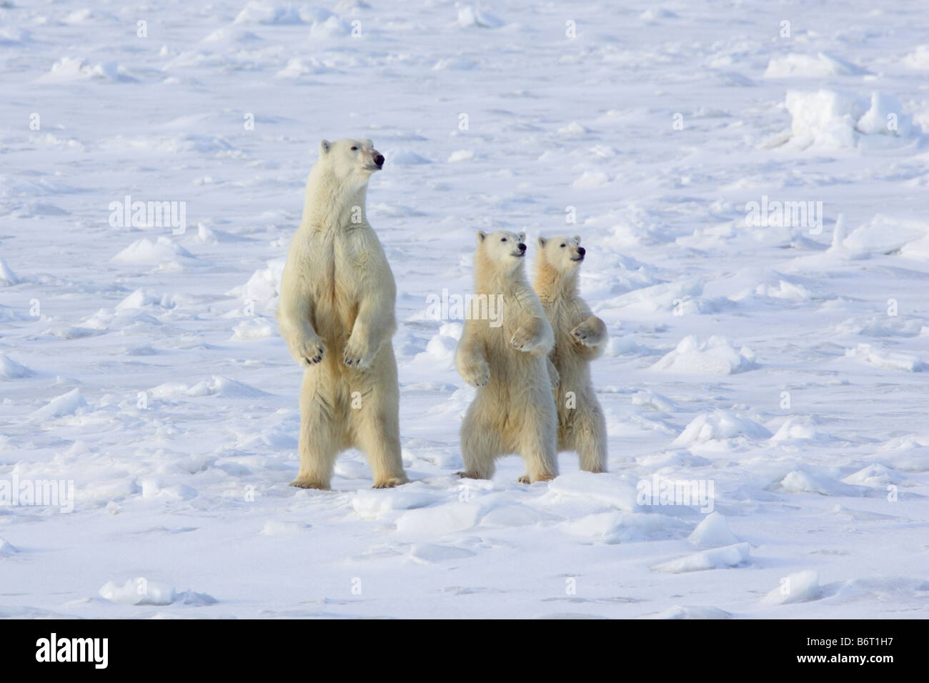 Orso polare madre e due cuccioli sulla neve Foto Stock