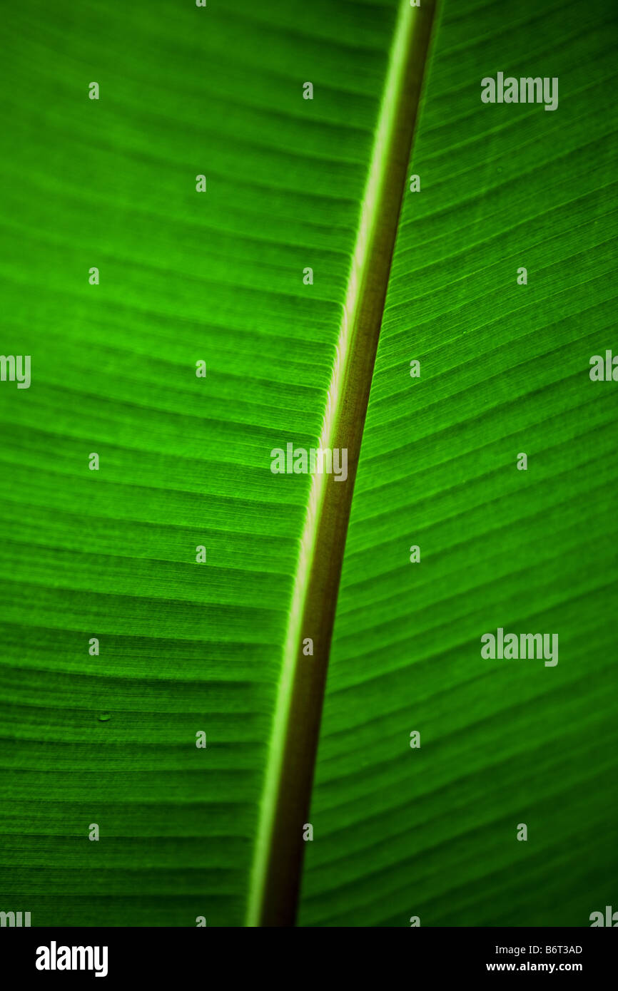 Pianta tropicale dal lato inferiore, dei Caraibi Foto Stock