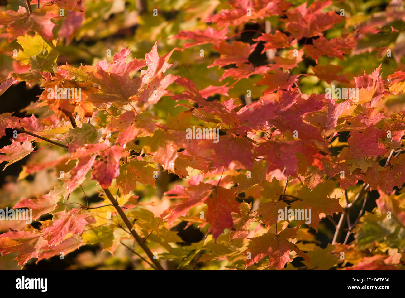 Maple eaves cambiare colore durante la caduta nel Vemont 6 Ottobre 2008 Foto Stock