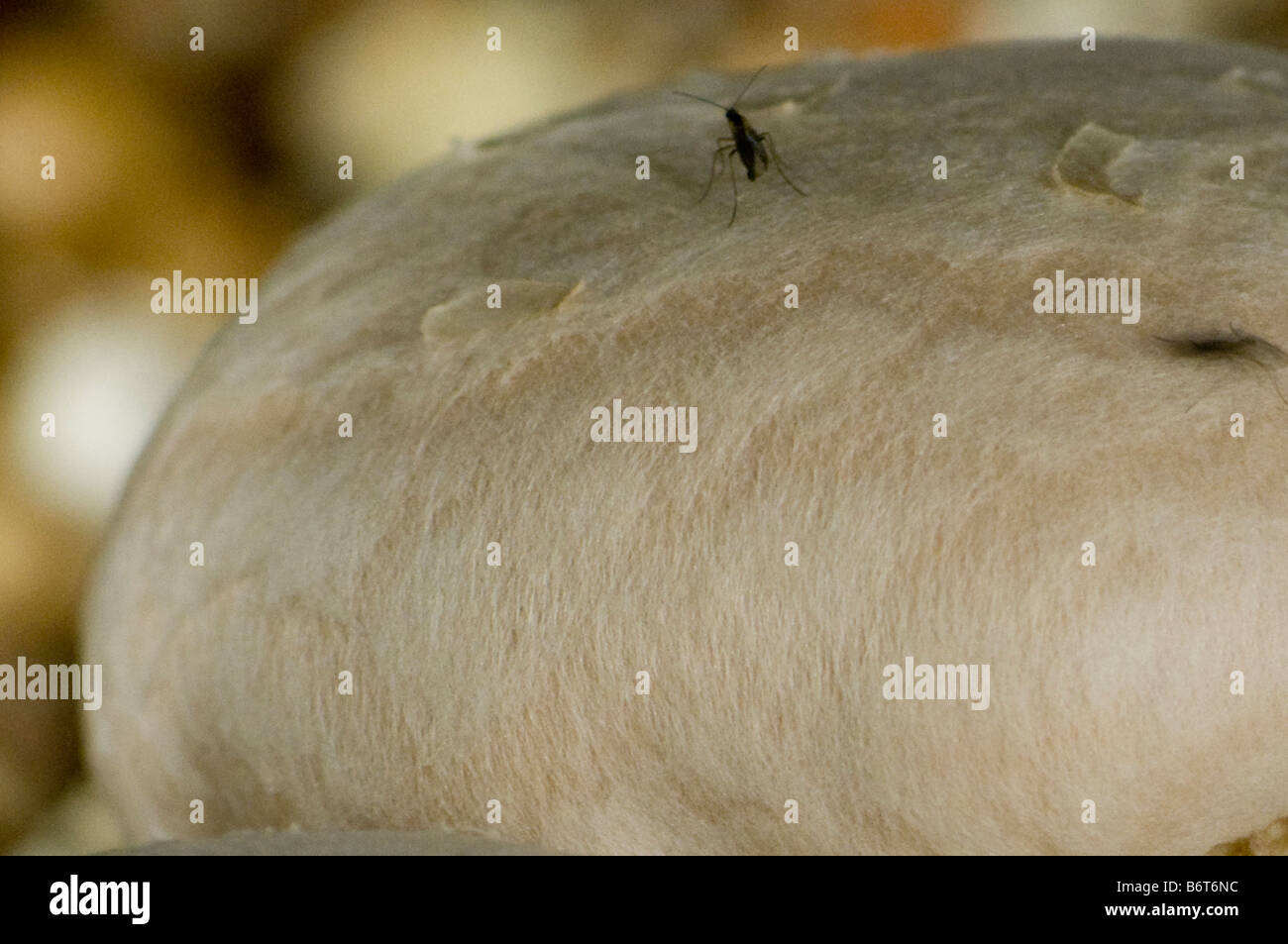 Dark-winged moscerino fungo è un fly che assomiglia a una zanzara. è considerata una peste in commerciale di coltivazione di funghi. Foto Stock