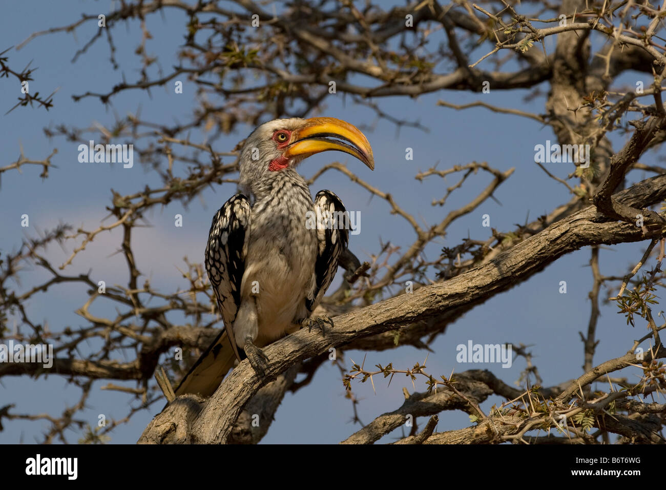 Southern Yellow-fatturati Hornbill, l'Okonjima, Namibia Foto Stock