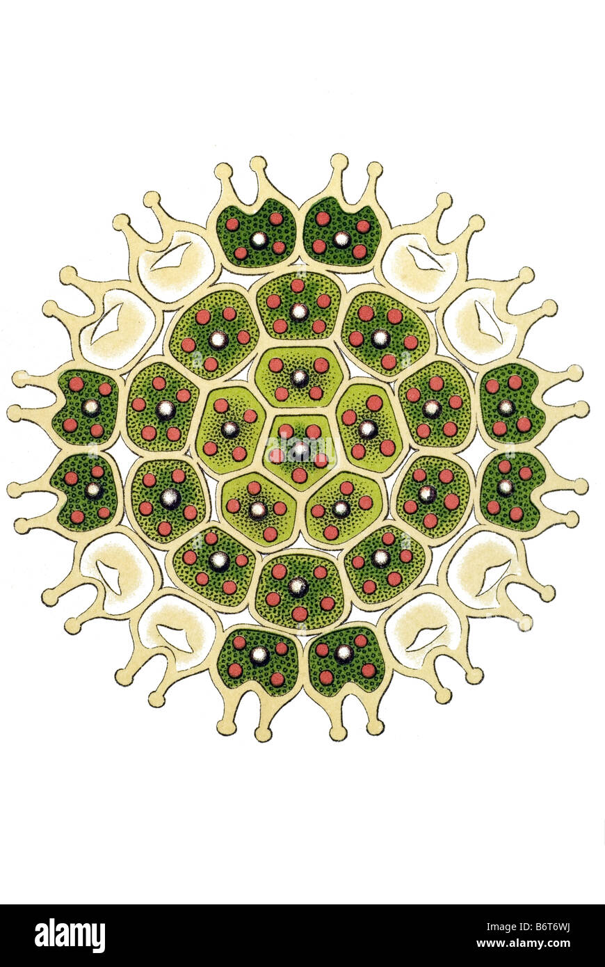 Melethallia / Gesellige Algetten, Fam Hydrodictyea / Hydrodictyaceae, nome Pediastrum, 14/ Pediastrum trochiscus Foto Stock