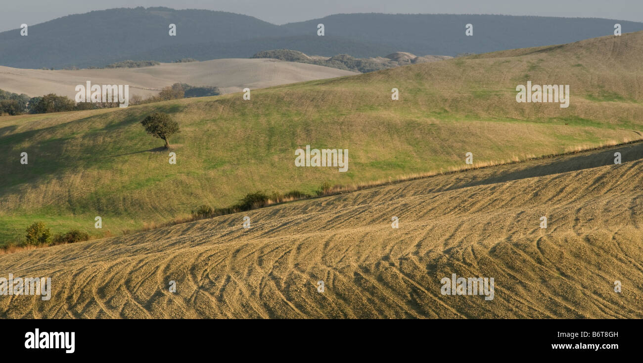 Un paesaggio italiano immagine con le caratteristiche grafiche che si trovano di fronte le colline di alta illuminato da un lone tree. Presi nei pressi di Monticchiello Foto Stock Un paesaggio italiano immagine con le caratteristiche grafiche che si trovano di fronte le colline di alta illuminato da un lone tree. Presi nei pressi di Monticchiello Foto Stock
