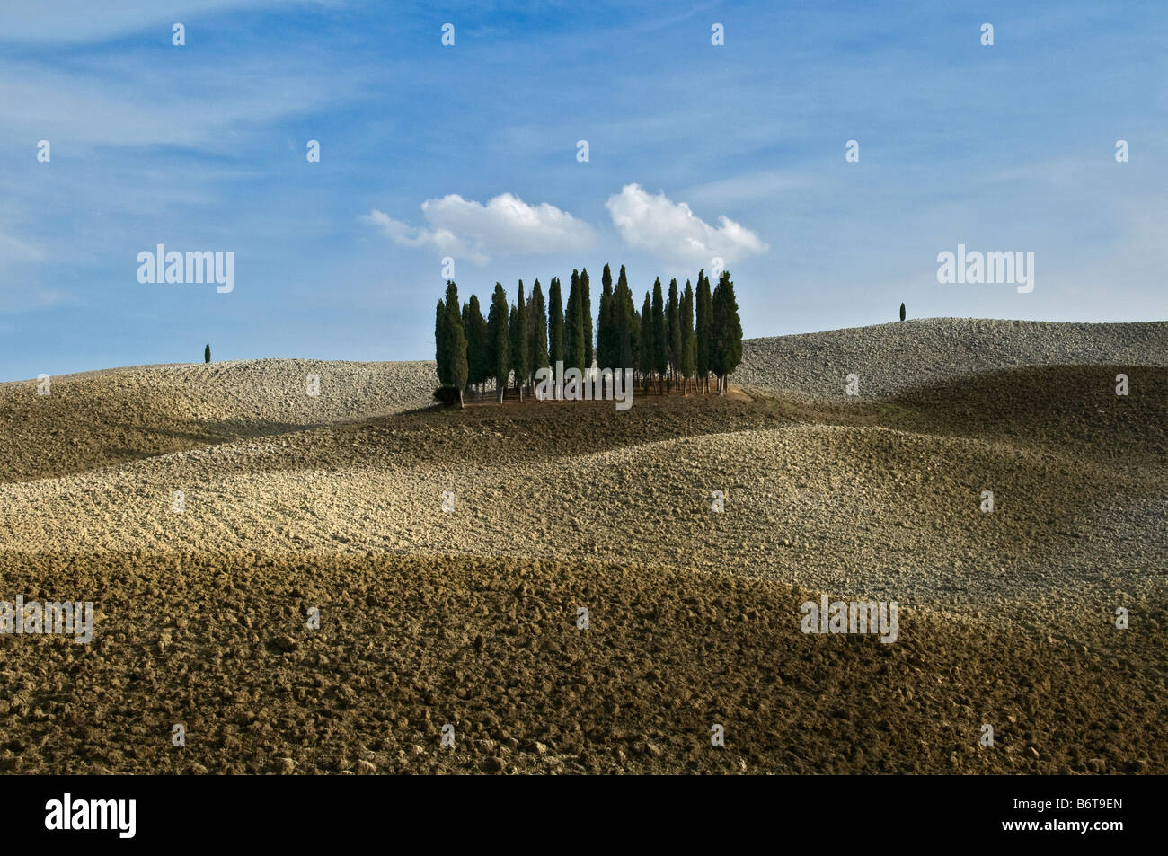 Piccolo gruppo di verde dei cipressi nel centro di curvey dorate in autunno i campi della Toscana alta illuminata dalle nuvole Foto Stock