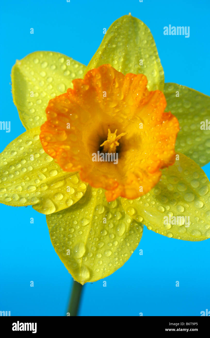 Gocce sulle daffodil Narcissus pseudonarcissus hybr Foto Stock