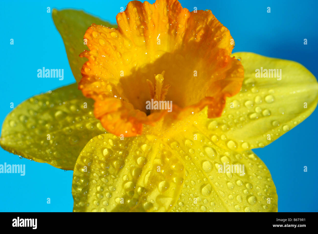 Gocce sulle daffodil Narcissus pseudonarcissus hybr Foto Stock
