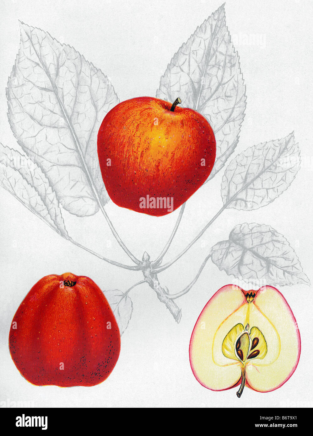 Illustrazione della apple 'ölands kungsäpple' Foto Stock