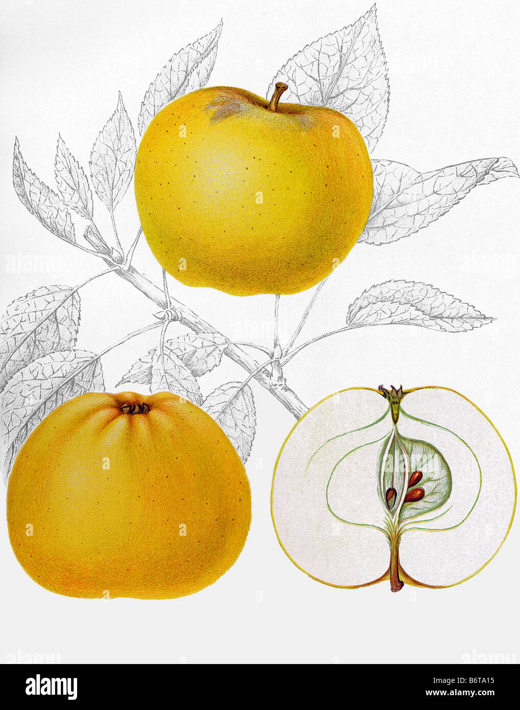 Illustrazione della mela golden Noble' Foto Stock