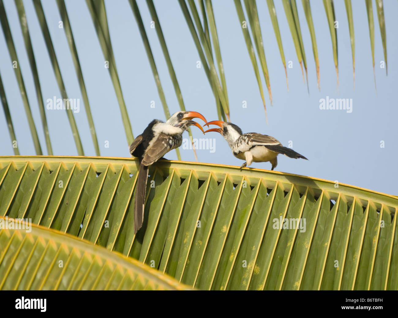 Red fatturati Hornbills Tockus erythrorhynchus selvatica Foto Stock