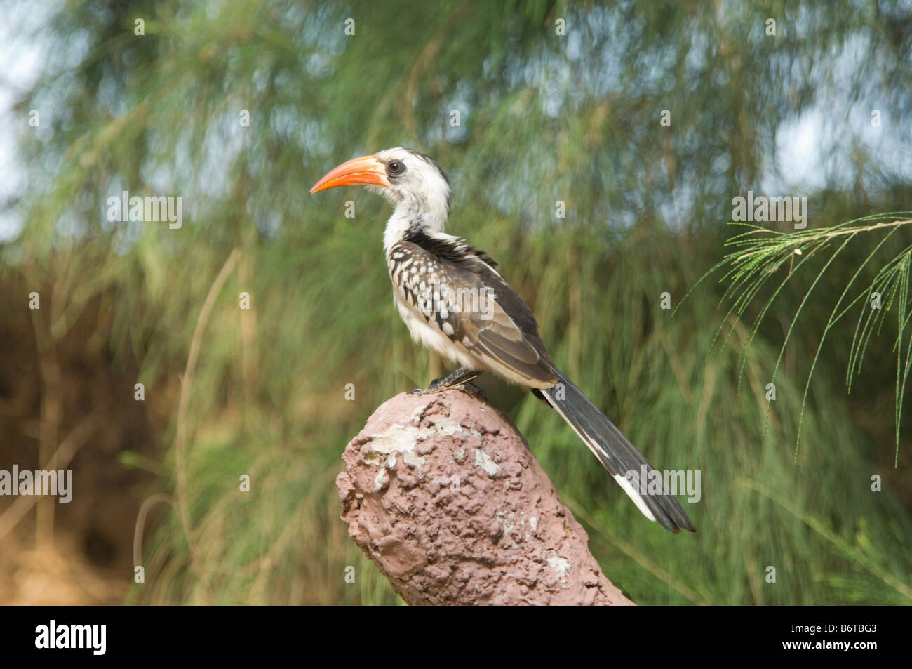 Red fatturati Hornbill Tockus erythrorhynchus selvatica Foto Stock