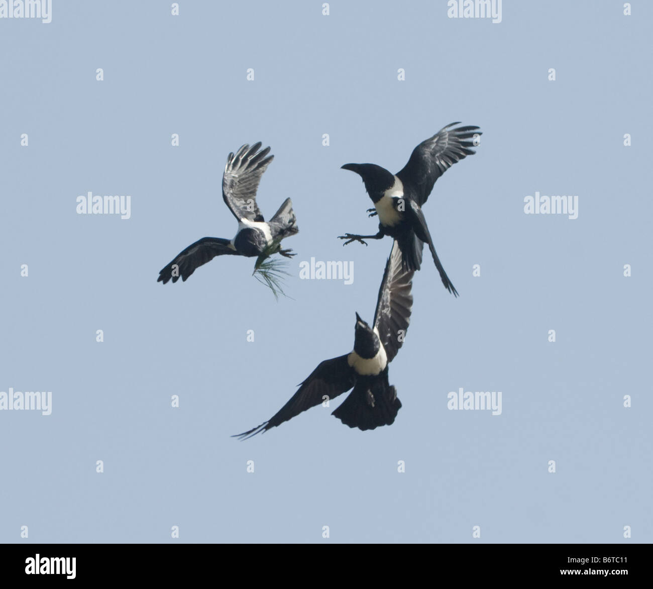 Pied Crows Corvus albus giocando Foto Stock