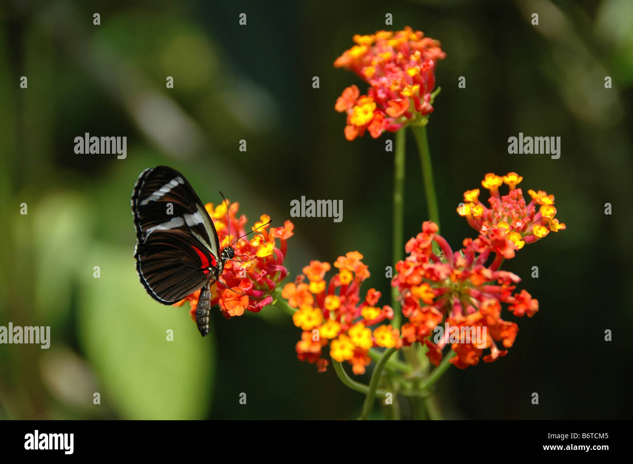 Una farfalla nella giungla amazzonica vicino a Iquitos, Perù. Foto Stock