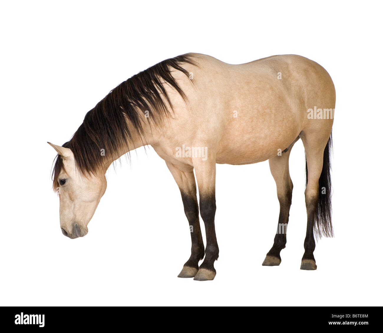 Cavallo di fronte a uno sfondo bianco Foto Stock