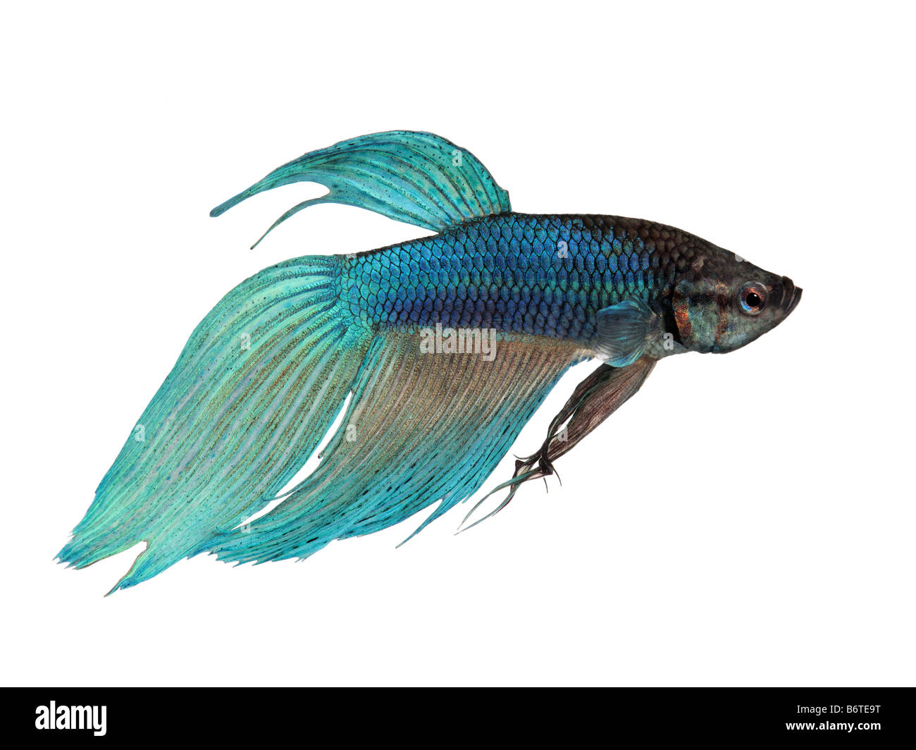 Blu Siamese fighting fish Betta splendens davanti a uno sfondo bianco Foto Stock
