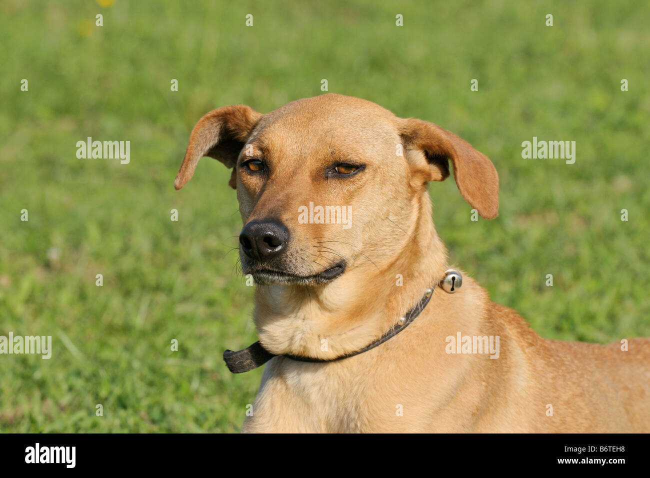 Azawakh Un Cane Africano Probabilmente Un Mongrel Foto Stock Alamy