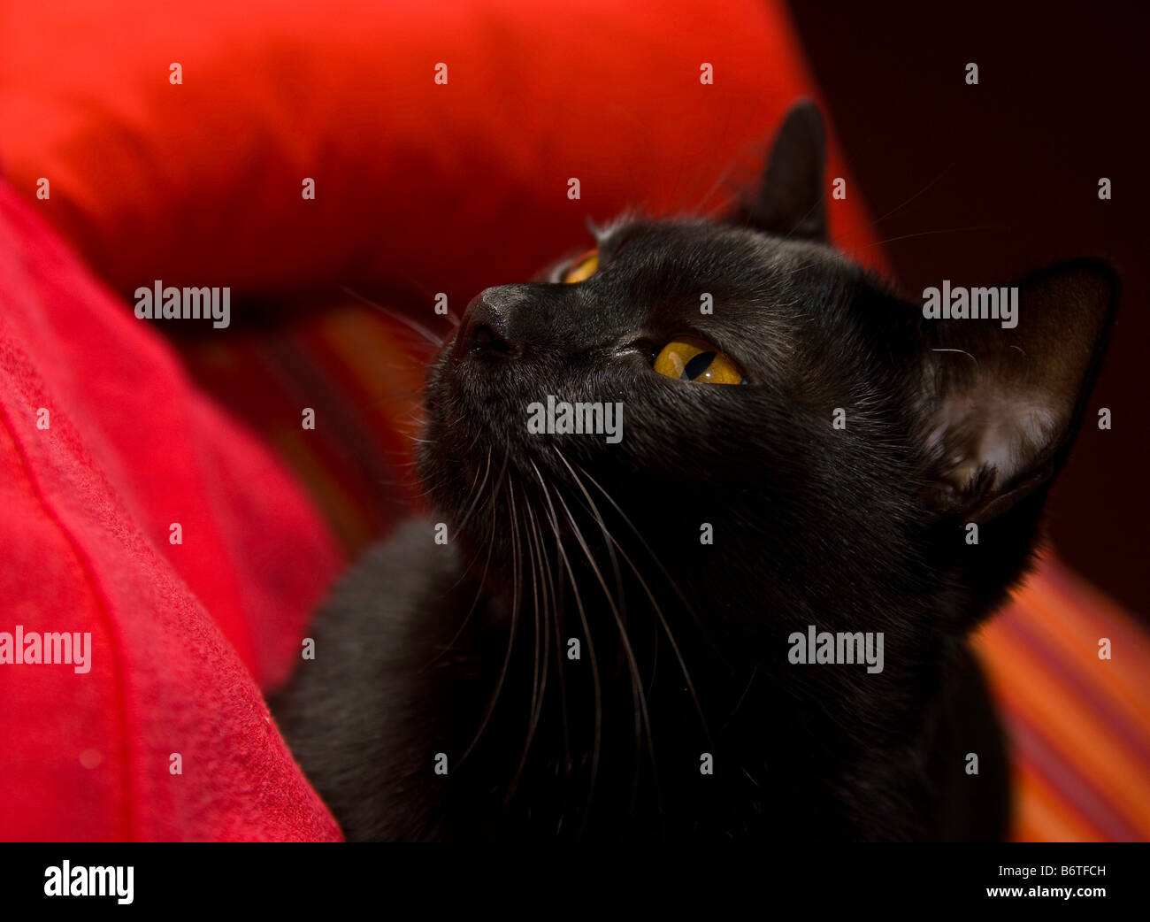Ritratto di Bombay gatto di razza pura Foto Stock
