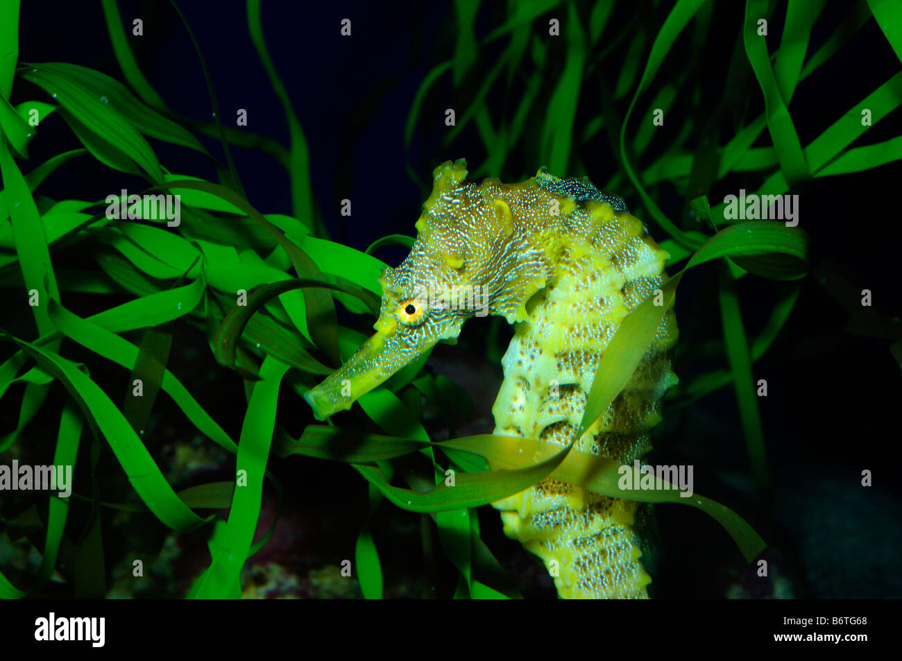 Pacific seahorse Hippocampus ingens captive Foto Stock
