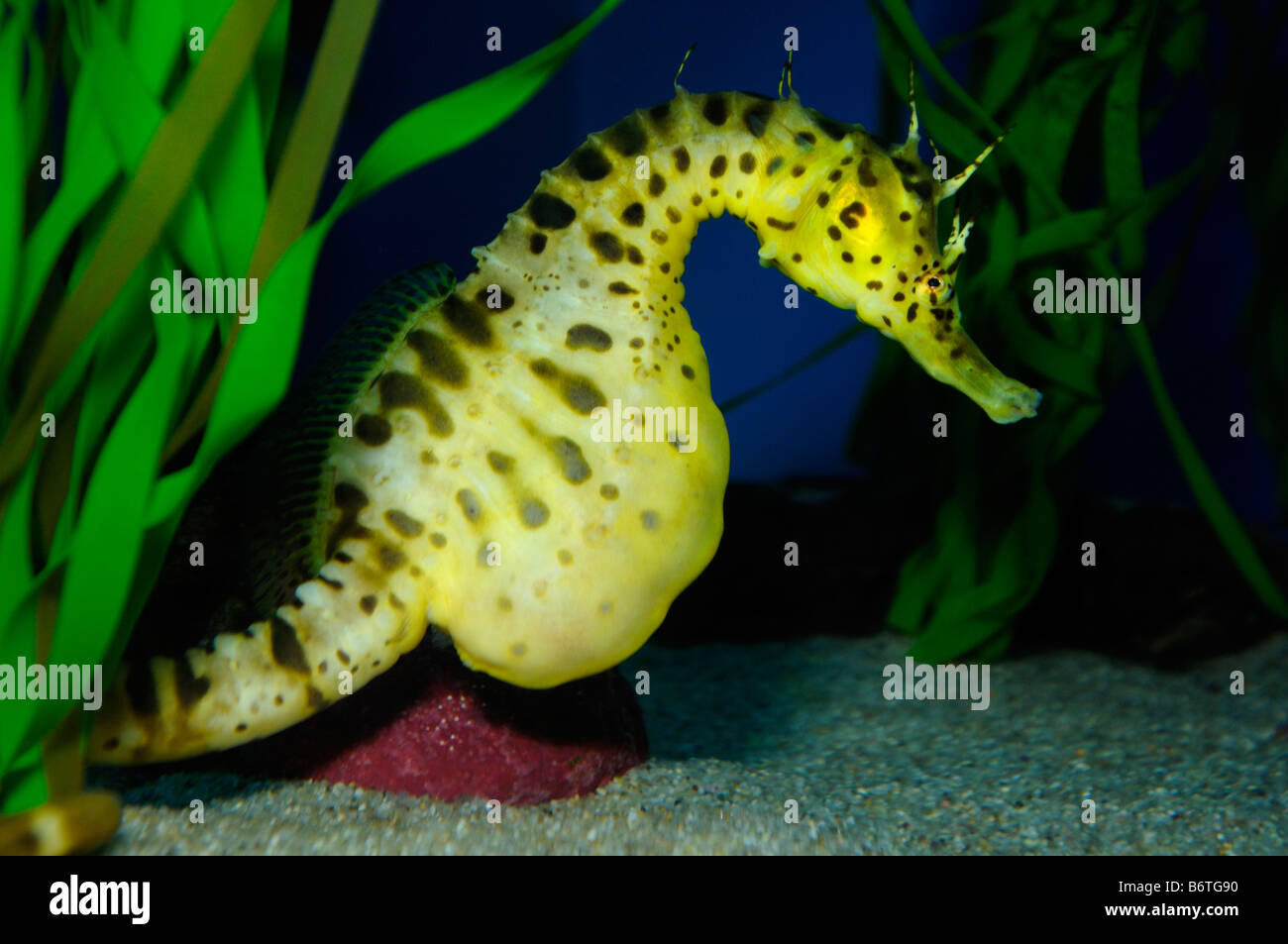 Vaso panciuto seahorse Hippocampus abdominalis captive Foto Stock