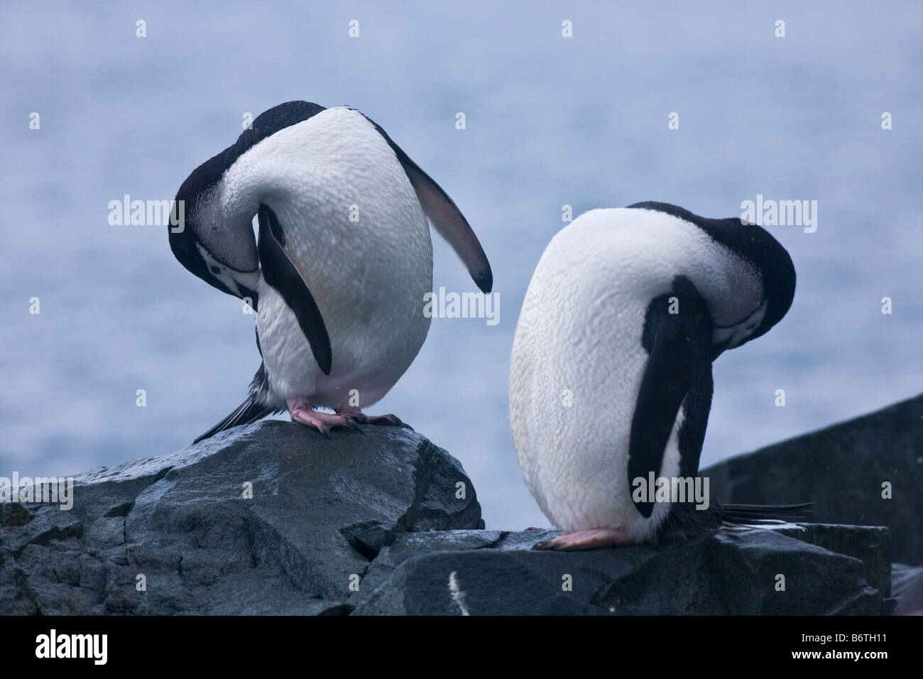 Due pinguini Chinstrap Pygoscelis Antartide preening nella neve su Half Moon Island South Shetland Islands Antartide Foto Stock