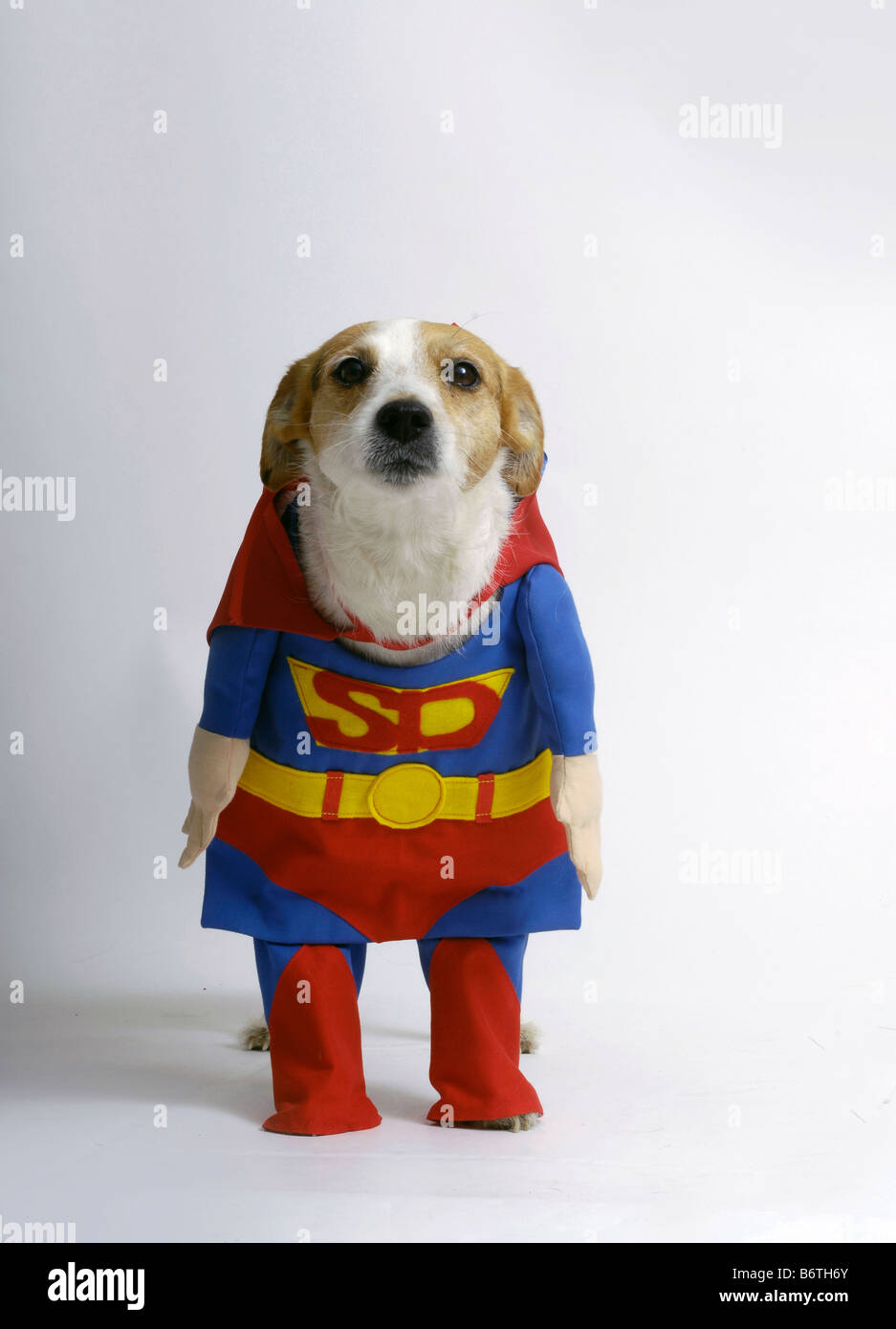Super cane ,cane nel super uomo costume Foto stock - Alamy