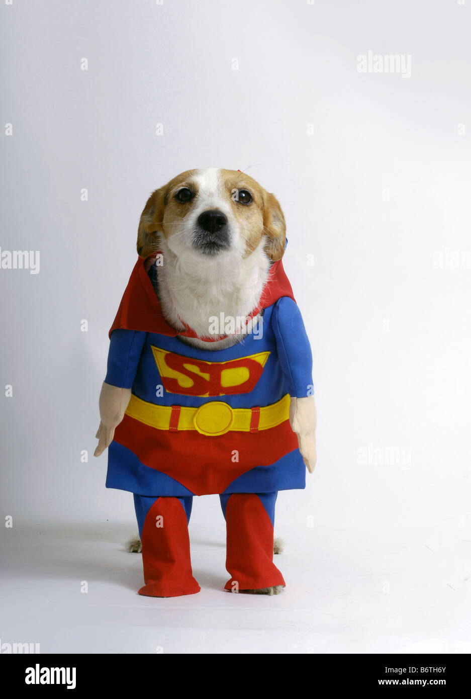 Super cane ,cane nel super uomo costume Foto Stock