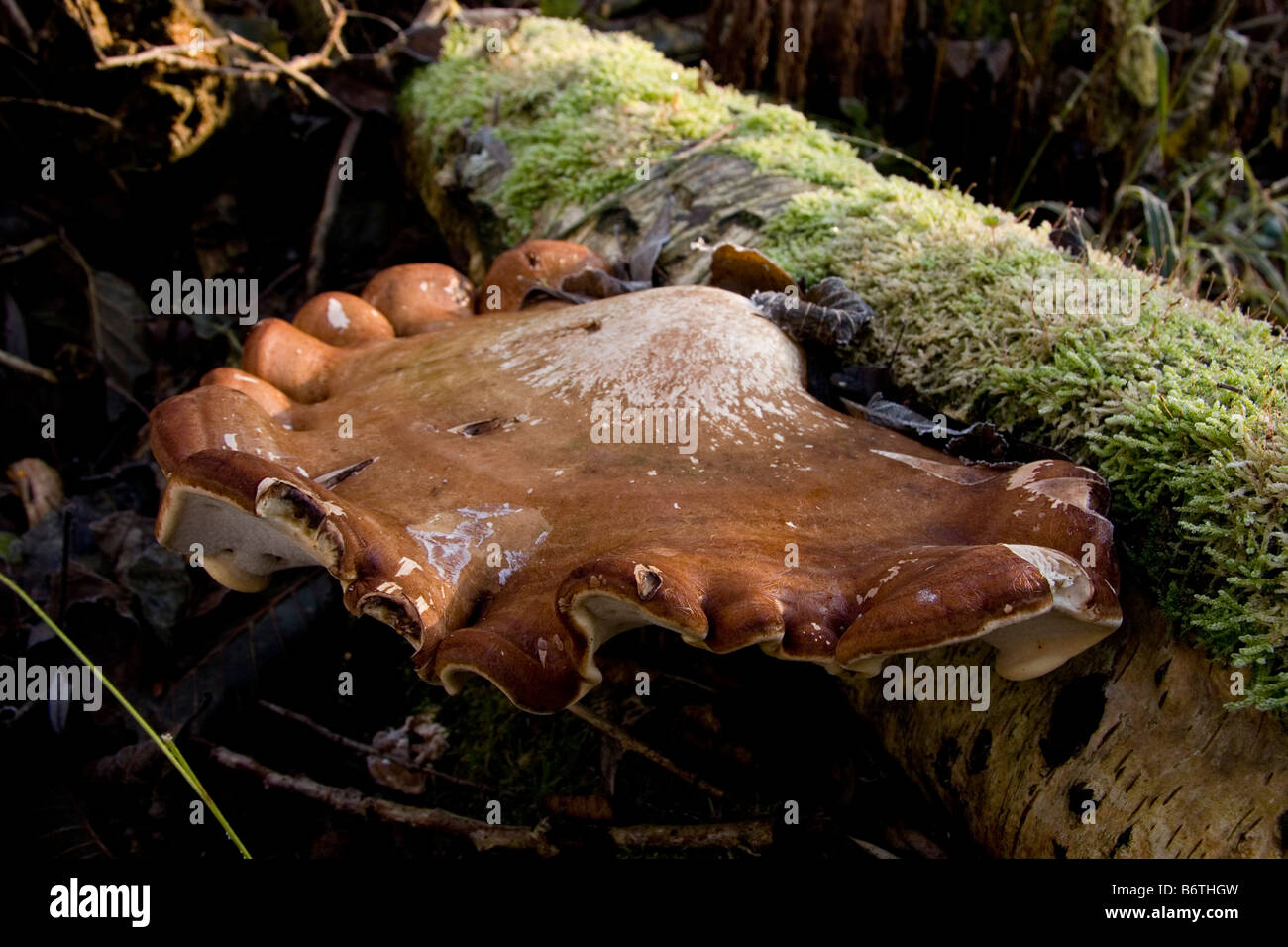 Piptoporus betulinus staffa di betulla Foto Stock