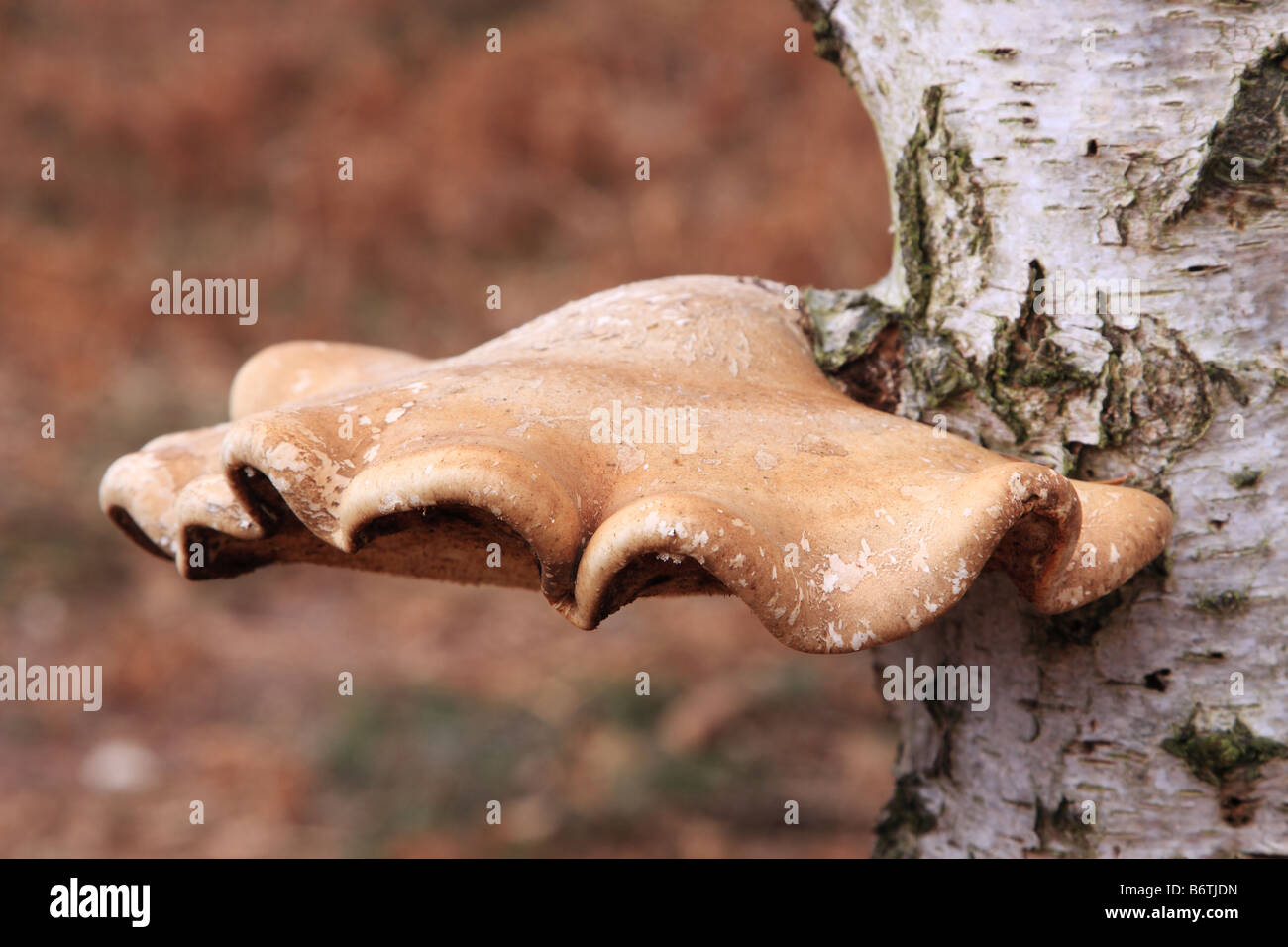 Staffa funghi su argento Betulla, England, Regno Unito Foto Stock