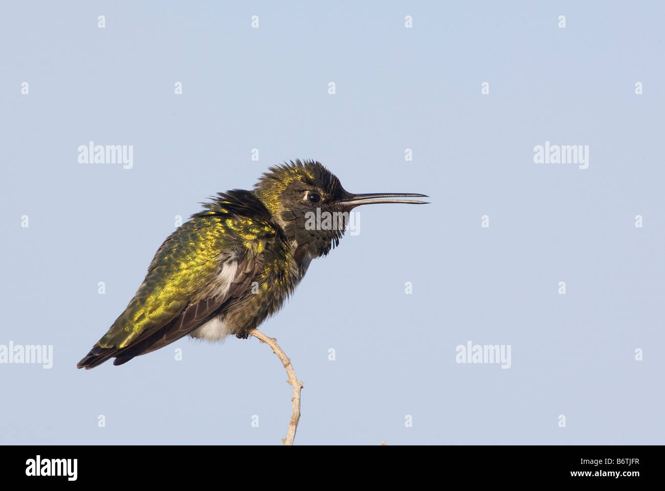 Anna's Hummingbird male Open Beak Foto Stock