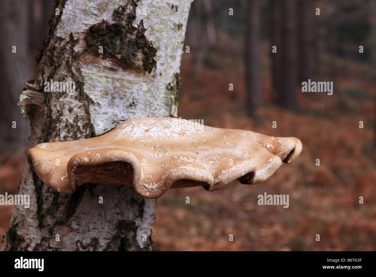 Staffa funghi su argento betulla, England Regno Unito Foto Stock
