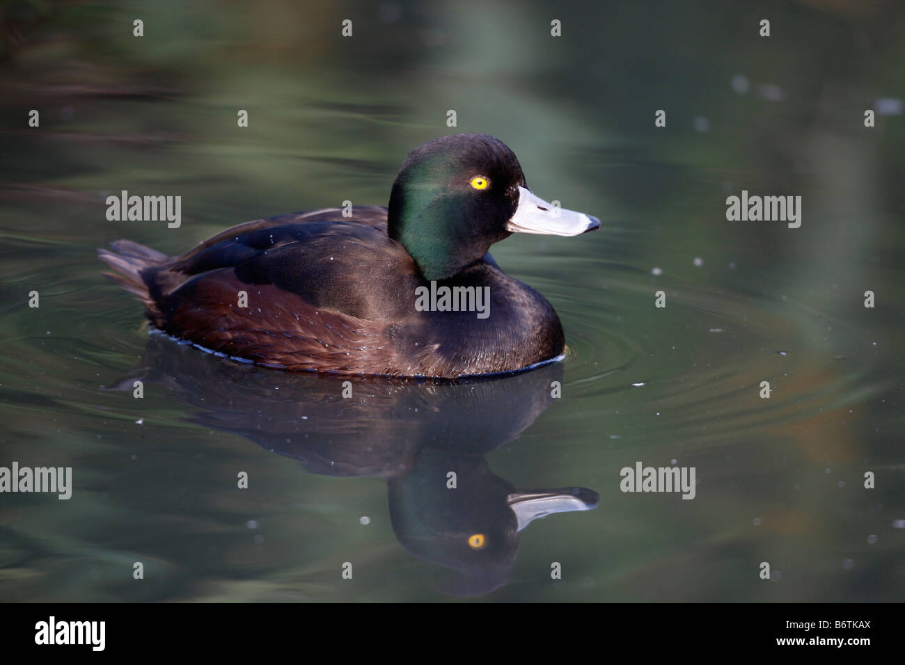 Nuova Zelanda scaup Aythya novaeseelandiae maschio su acqua nativa per la Nuova Zelanda Foto Stock