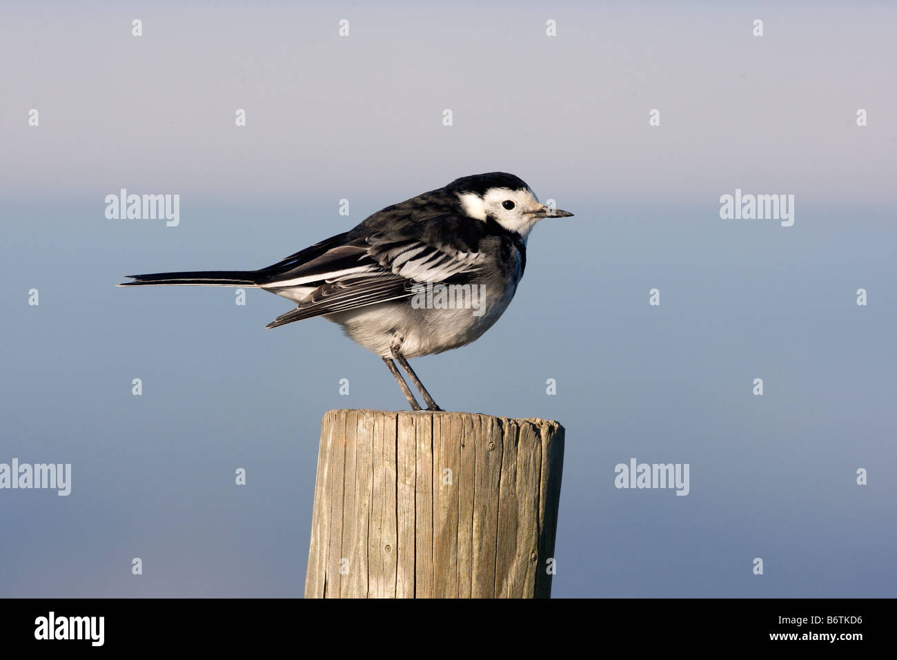 Pied wagtail Motacilla alba yarrellii sul post Gloucestershire inverno Foto Stock
