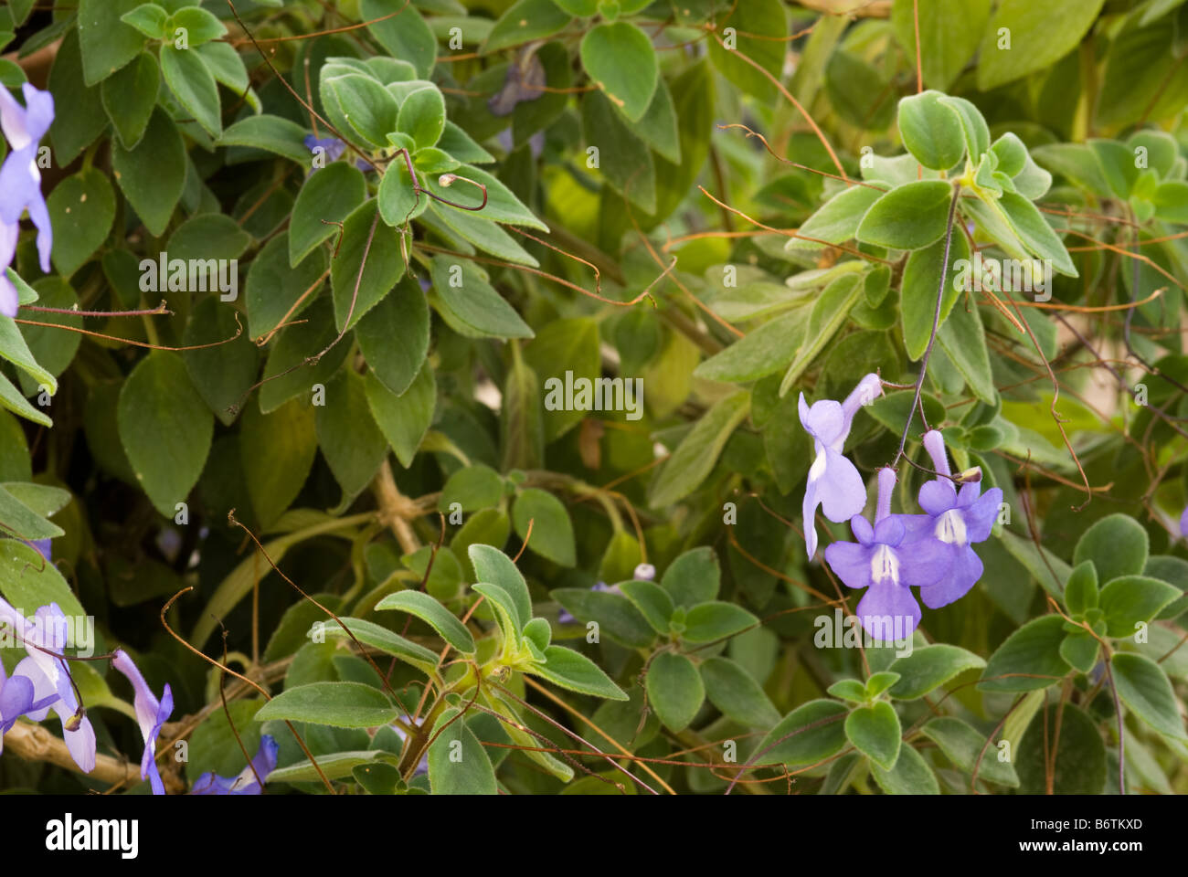 Cape Primrose, False African Violet (saxorum Streptocarpus, Gesneriaceae) Fiori Foto Stock