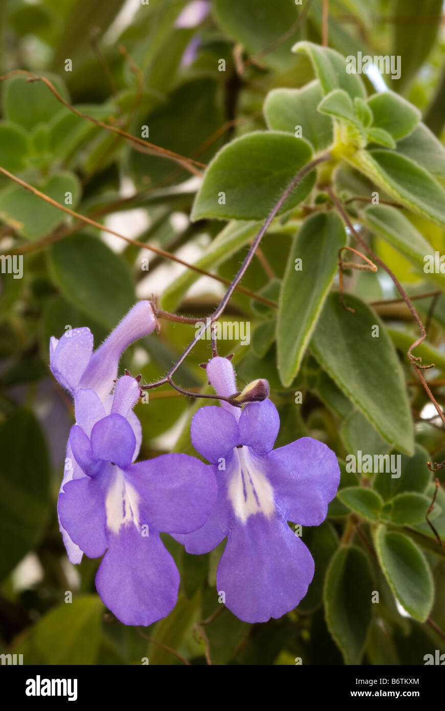 Cape Primrose, False African Violet (saxorum Streptocarpus, Gesneriaceae) Fiori Foto Stock