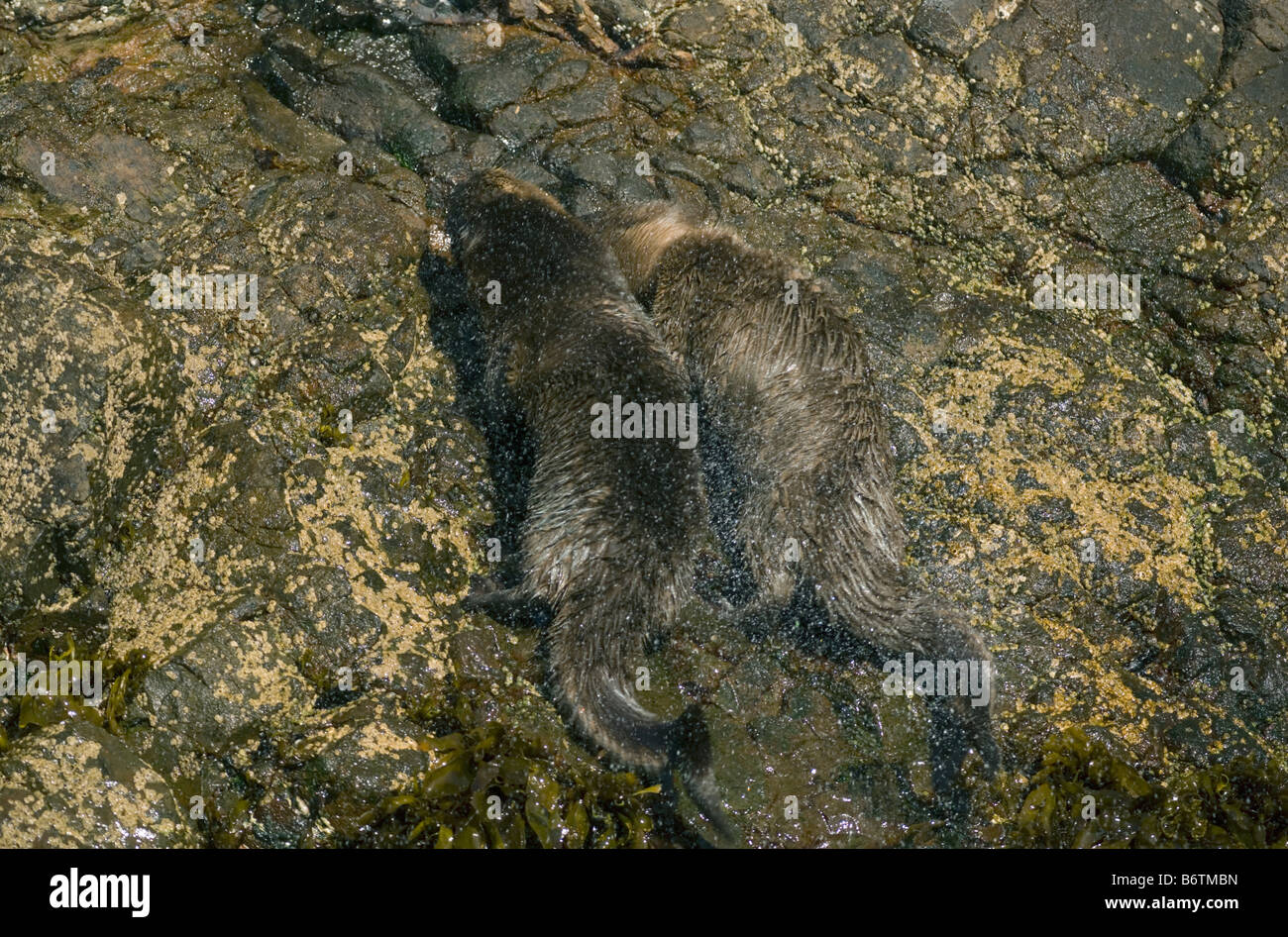 Le lontre marine (Lontra felina) in via di estinzione, agitando l'acqua, Isola di Chiloe, Cile Foto Stock