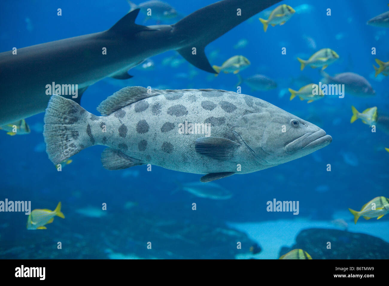 Un raggruppatore nuota passato uno squalo in acquario di Georgia ad Atlanta, in Georgia Foto Stock