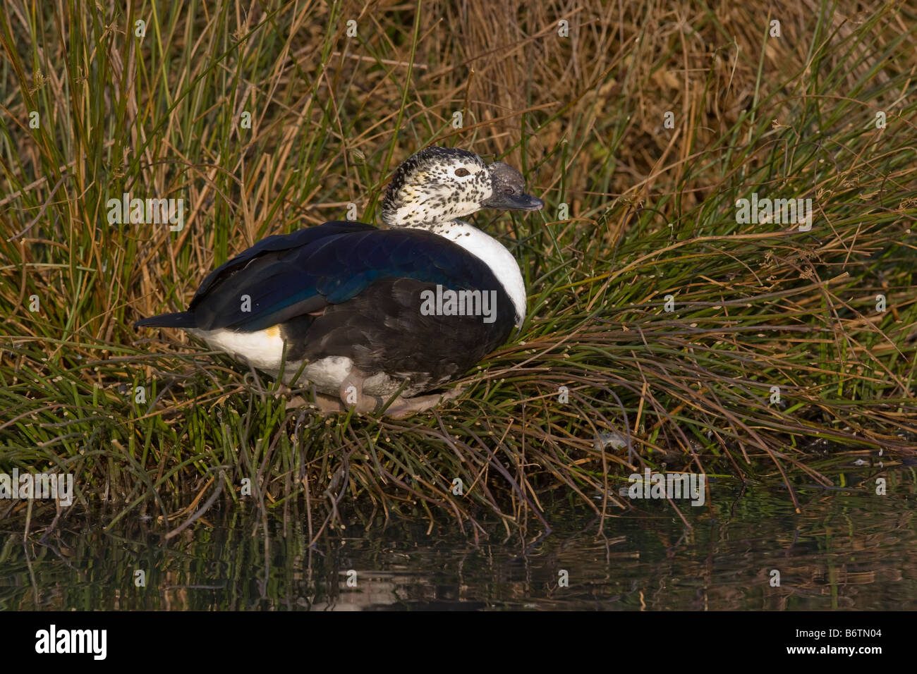 Sud Americana comb duck Sarkidiornis melanotos carunculatus nativo maschio in Sud America Foto Stock