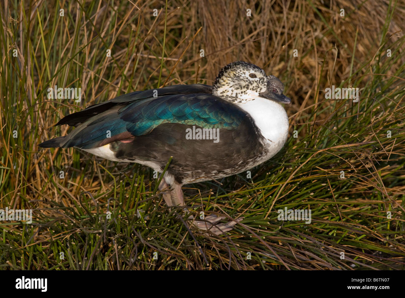 Sud Americana comb duck Sarkidiornis melanotos carunculatus nativo maschio in Sud America Foto Stock