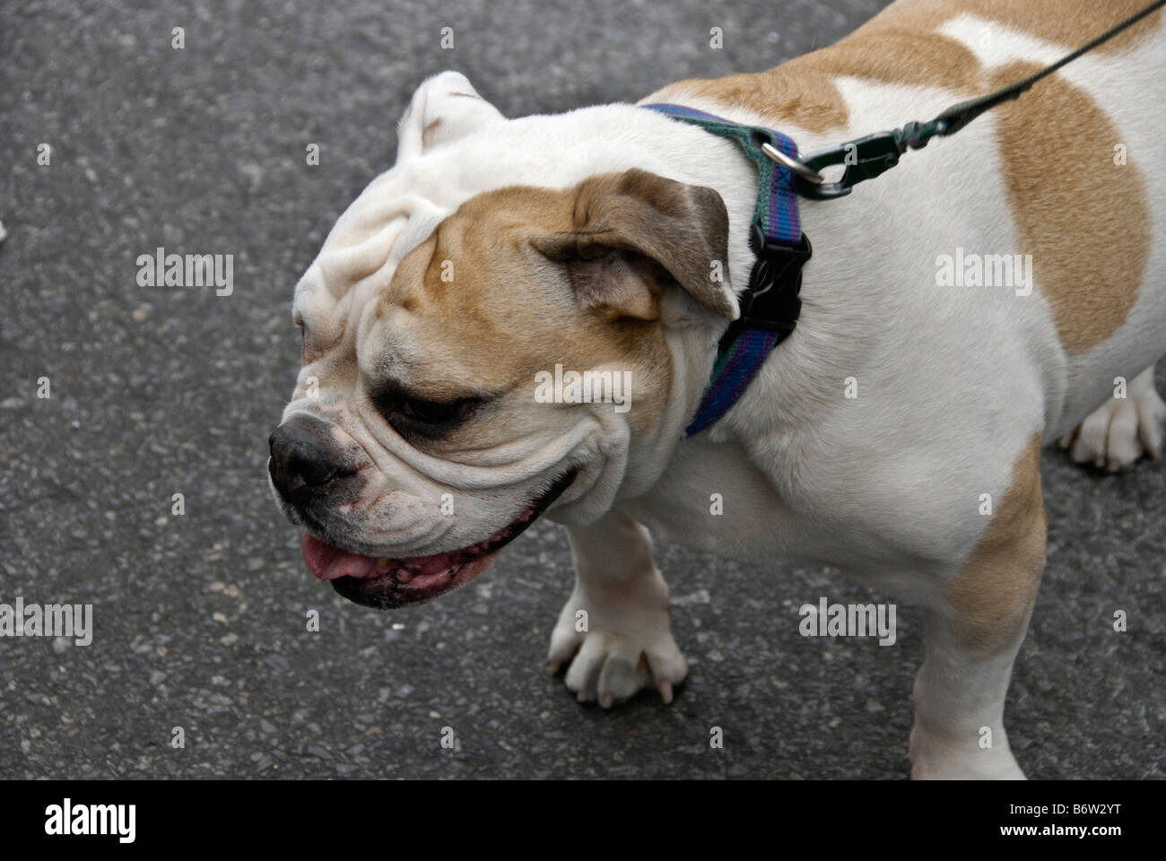 Chiudere la vista di un bel, determinato-cercando bulldog su un New York City Street, New York, US Foto Stock