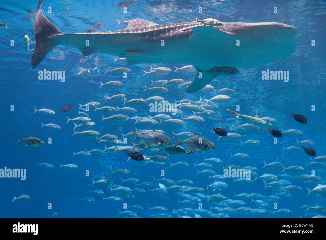 Un gigante di squalo balena al Georgia Aquarium di Atlanta, Georgia nuotare attraverso il più grande pesce serbatoio nel mondo Foto Stock