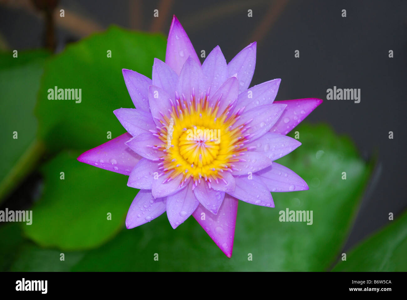 Fiore di loto, Maharashtra, India Foto Stock