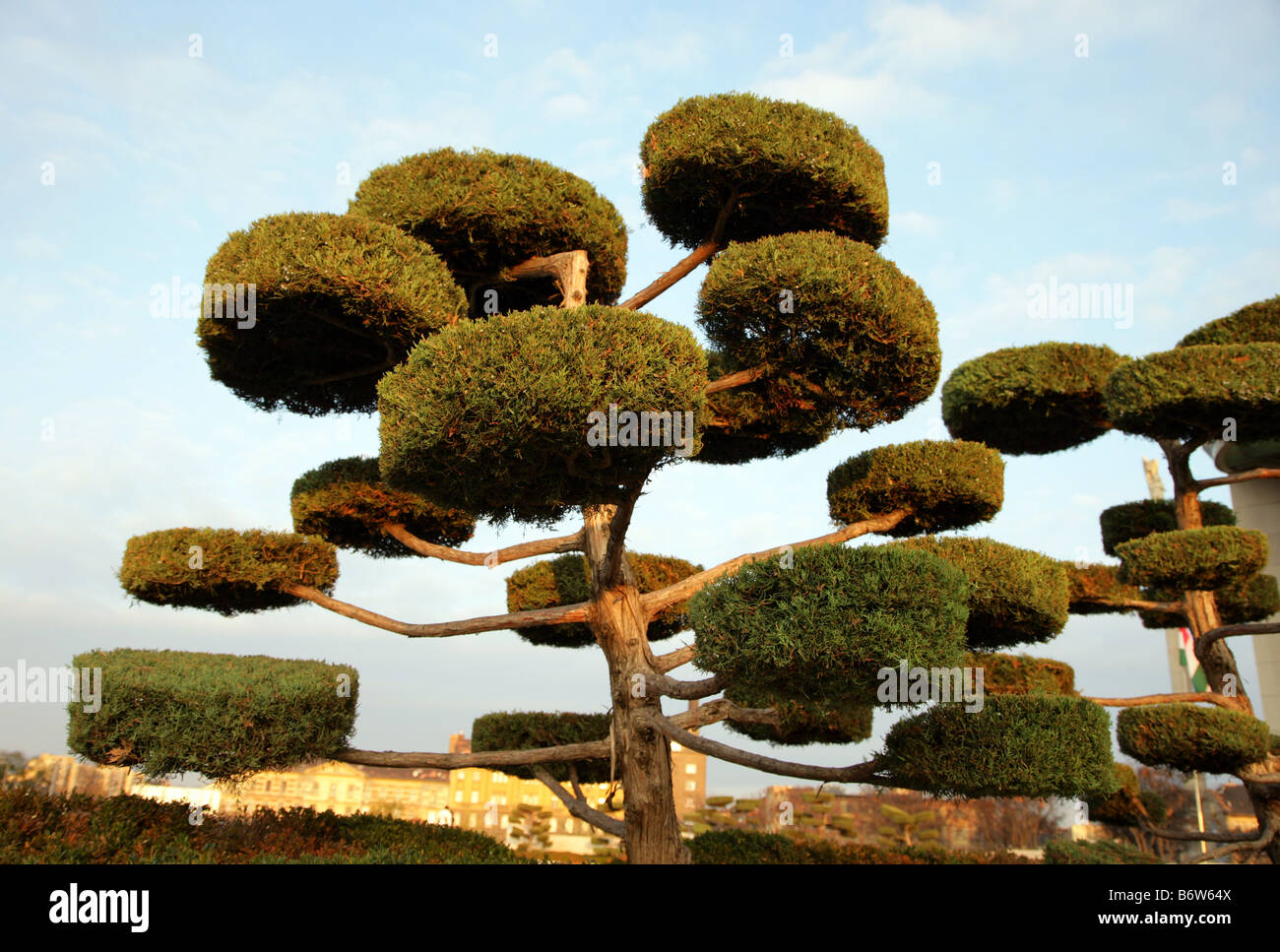 Yew Tree modellati a forma di losanga topiaria da Palazzo delle Arti Budapest Foto Stock