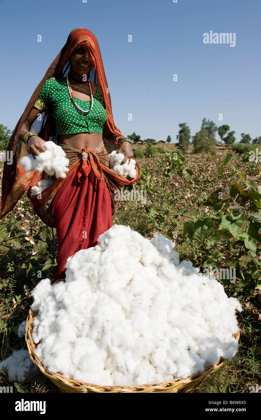 India p.f. Khargone , il commercio equo e solidale e di cotone biologico agricoltura , donne tribali in sari pluck cotone manualmente Foto Stock