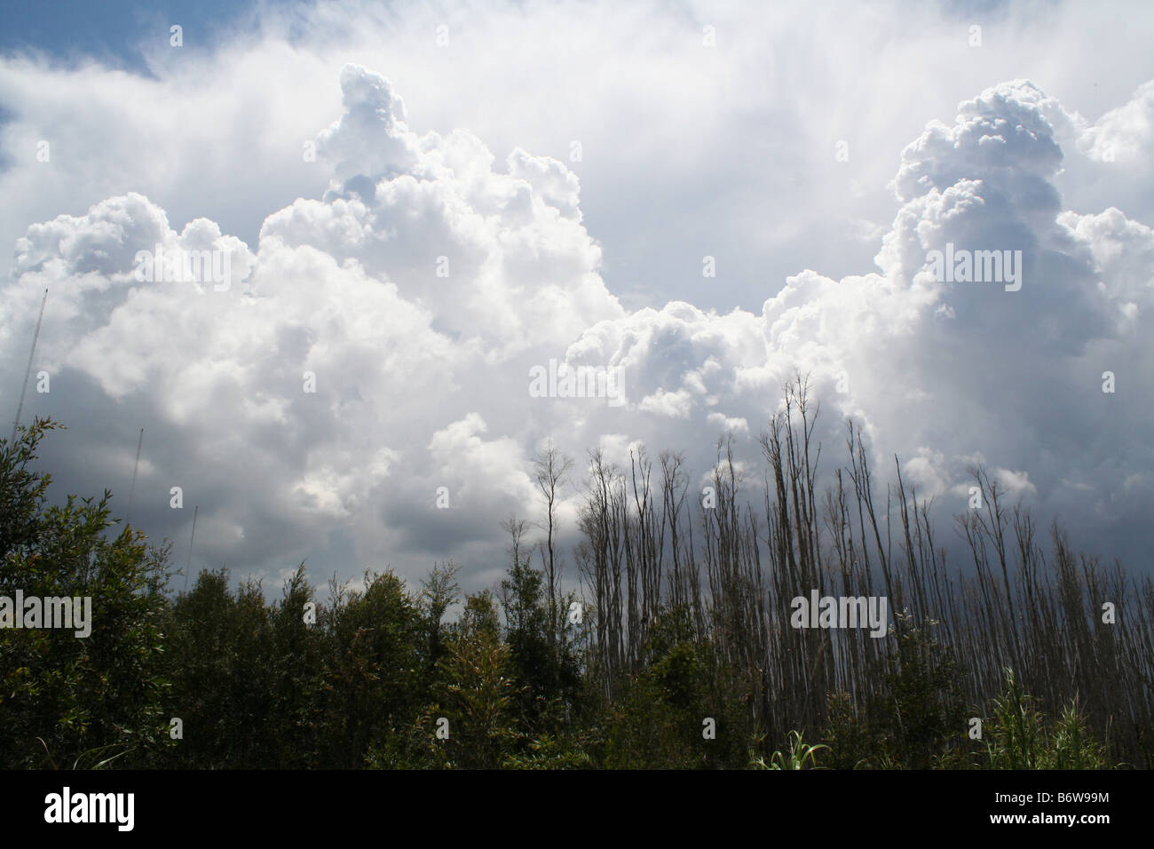 Grandi nuvole thunderhead formando sulla superficie boschiva nell'Everglades della Florida Foto Stock