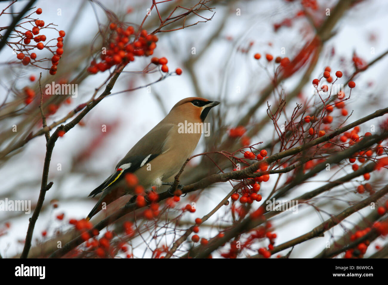 Waxwing Bombycilla garrulus singolo adulto appollaiato in Rowan tree prese gennaio Pitsea Essex REGNO UNITO Foto Stock