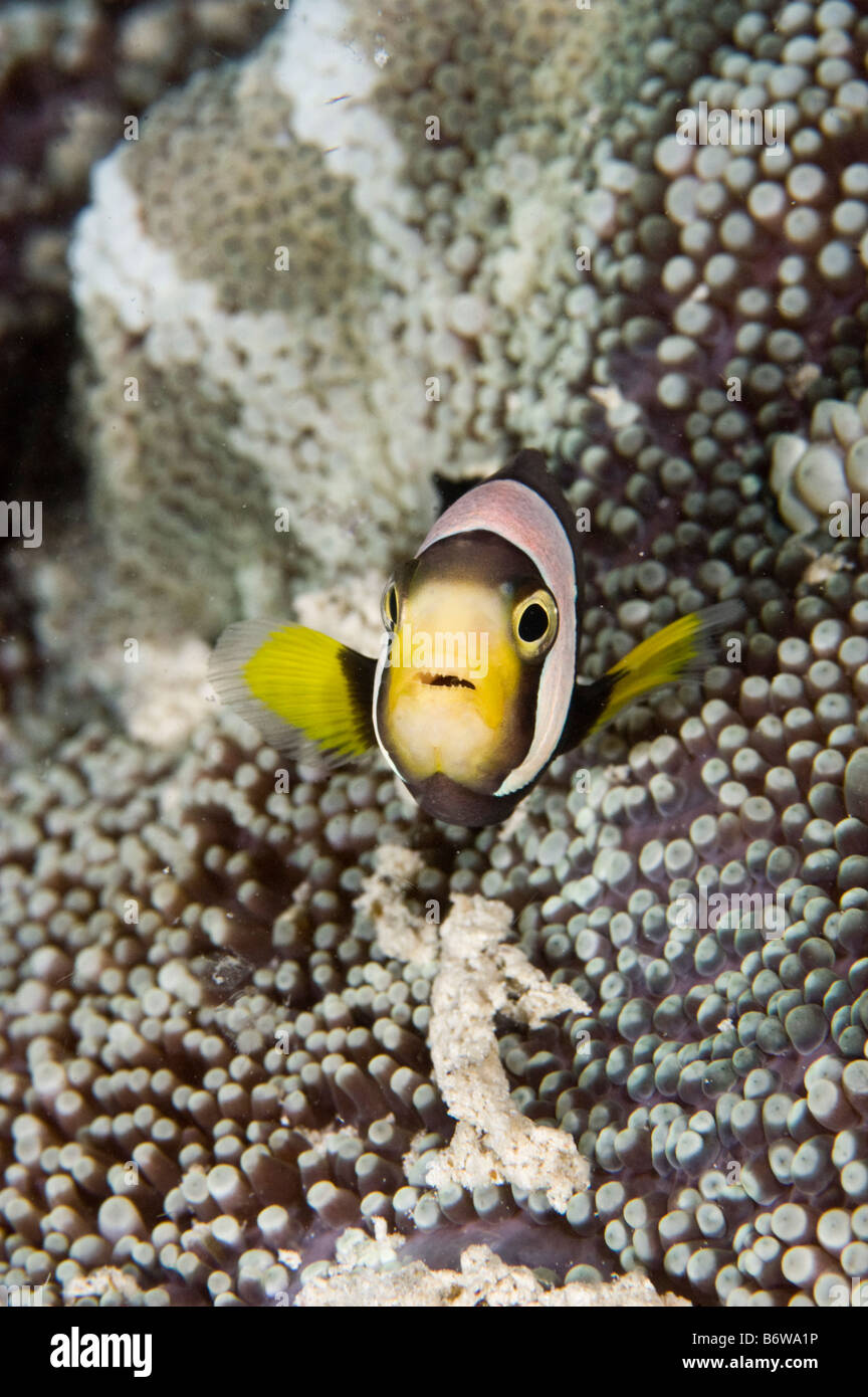 Un anemonefish o clownfish, rifugiandosi nel suo host anemone, Kapalai, Sabah, Malaysia. Foto Stock