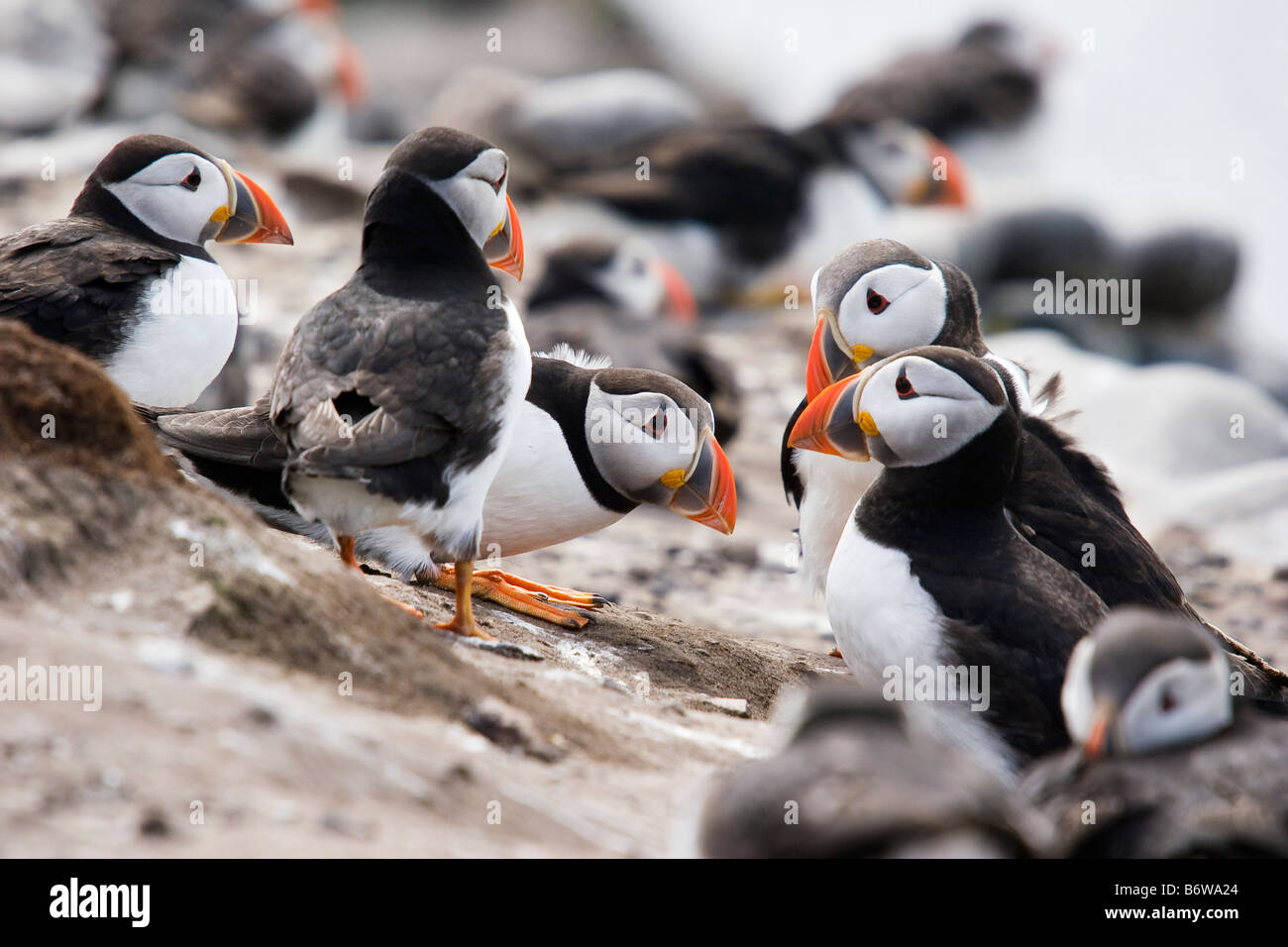 Atlantic Puffin Fratercula arctica comportamenti di gruppo Foto Stock