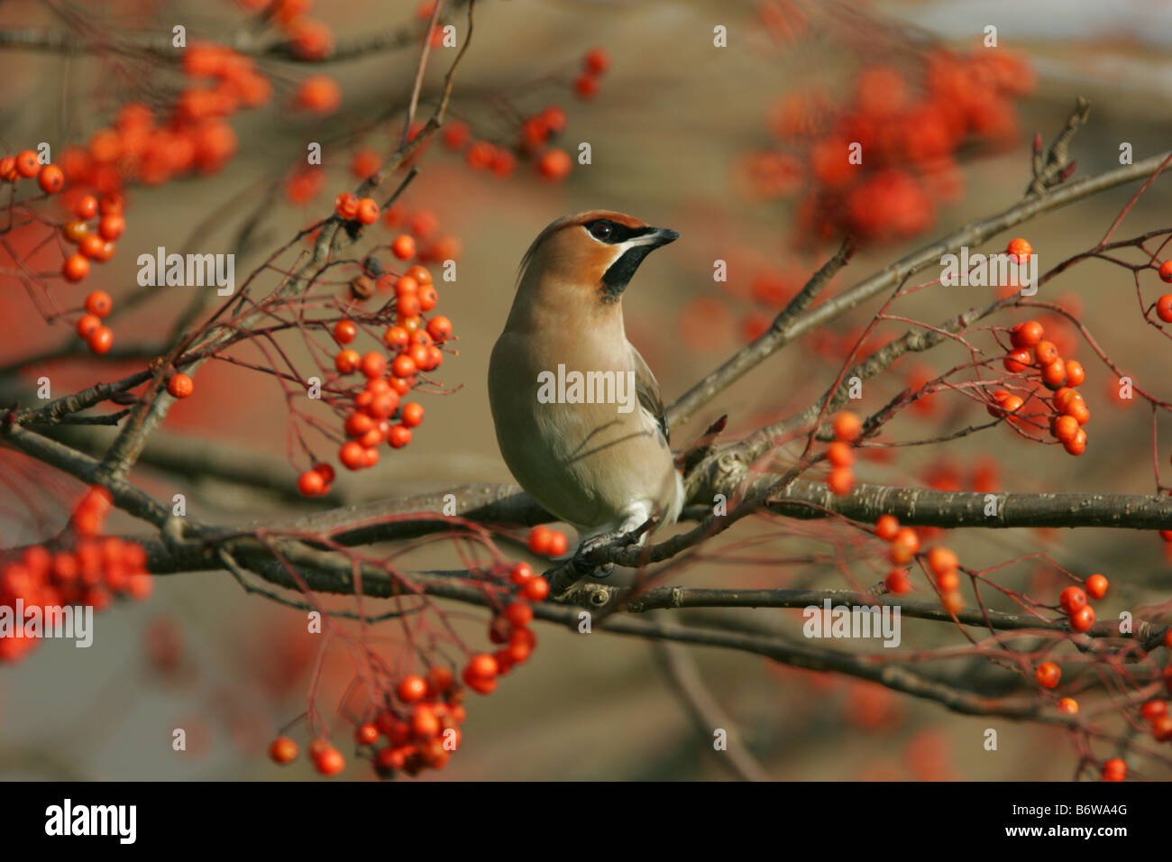 Waxwing Bombycilla garrulus singolo adulto appollaiato in Rowan tree prese gennaio Pitsea Essex REGNO UNITO Foto Stock