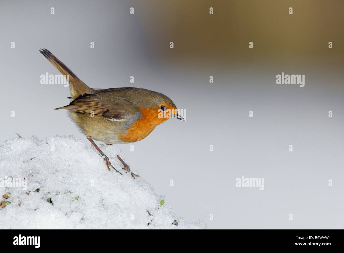 Robin Erithacus rubecula appollaiato in snow Potton Bedfordshire Foto Stock